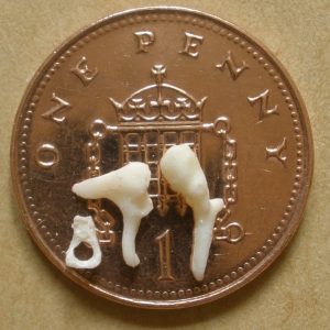 Bone 2, Set of Ossicles