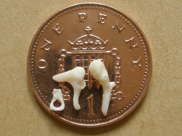 Bone 2, spare set of ossicles