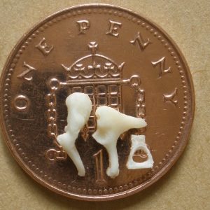 Bone 3 Set of Ossicles