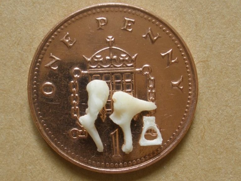 Bone3 set of ossicles