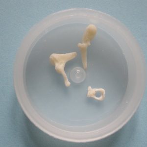 Free Set of Ossicles