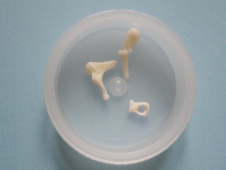 Ossicles in a container2